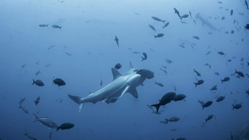 Credit: Sofia Green, Pew Bertarelli, Ocean Legacy Brief